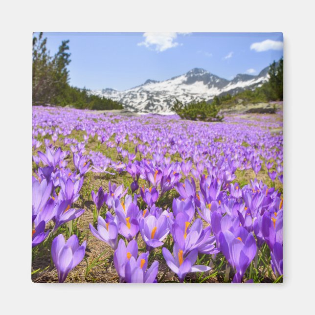 Imán Flores | Crocus Pirin Mountain Park Bulgaria (Frente)