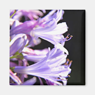 Imán Flores de agapanthus moradas blandas - Lily del Ni