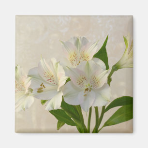 Imán Flores de Alstromeria Blanca
