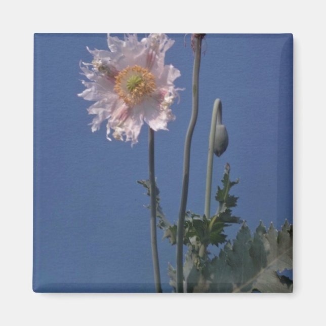 Imán Flores de amapola de opio blanco (Papaver Somnifer (Frente)
