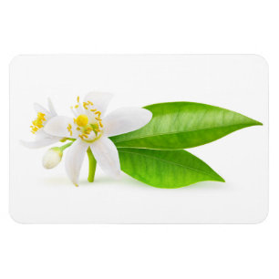 Imán Flores de árbol Naranja