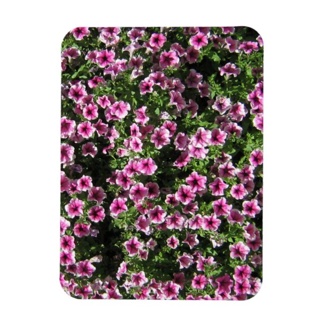 Imán Flores de arbusto rosa Tapa del jardín Phlox (Vertical)