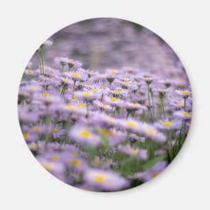 Imán Flores de Aster Púrpura