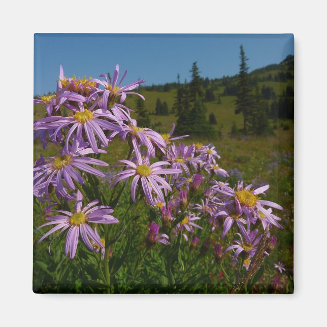 Imán Flores de Aster Púrpura en Mount Rainier (Frente)