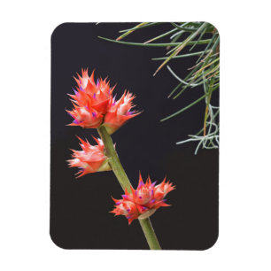 Imán Flores de Bromeliad y Stem