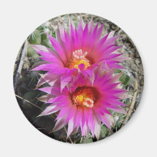 Imán Flores de Cactus Bola F5 "Escobaria vivipara"