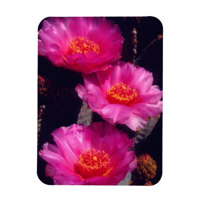 Imán Flores de Cactus de Cola de Castor 2 (Vertical)
