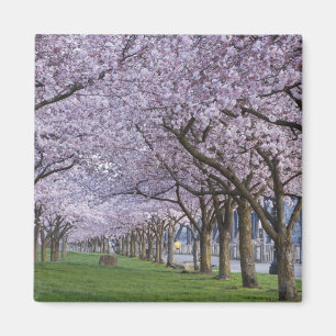 Imán Flores de cerezo a lo largo del río Willamette, E