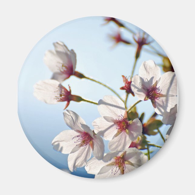 Imán Flores de cerezo retroiluminadas (Frente)