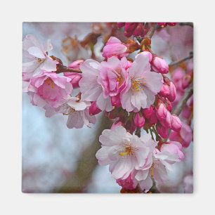 Imán Flores de cerezo rosa