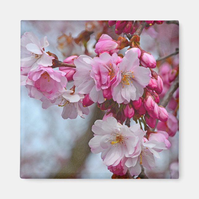 Imán Flores de cerezo rosa (Frente)