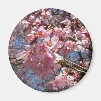 Imán Flores de cerezo y de primavera rosada de abeja