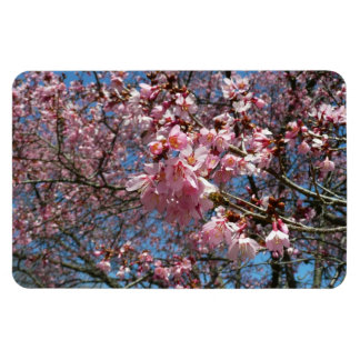 Imán Flores de cerezo y de primavera rosada de abeja
