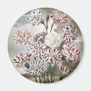 Imán Flores de clavel variegado vintage con cielo gris