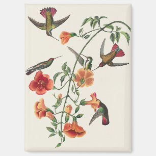 Imán Flores de colibríes Mango de Audubon Vintage