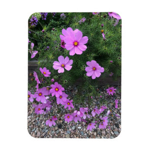 Imán Flores de cosmos con guijarros