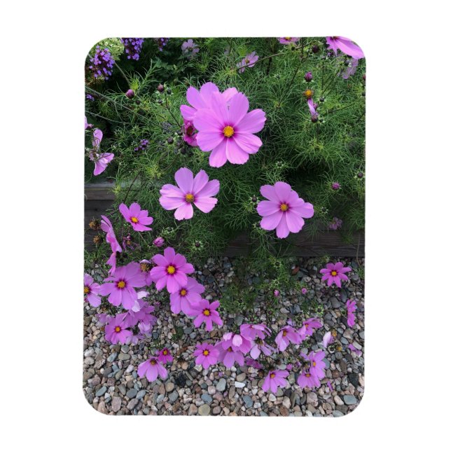 Imán Flores de cosmos con guijarros en una (Vertical)