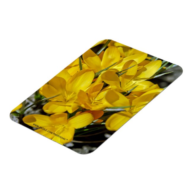 Imán Flores de crocus amarillos (Lado Izquierdo)