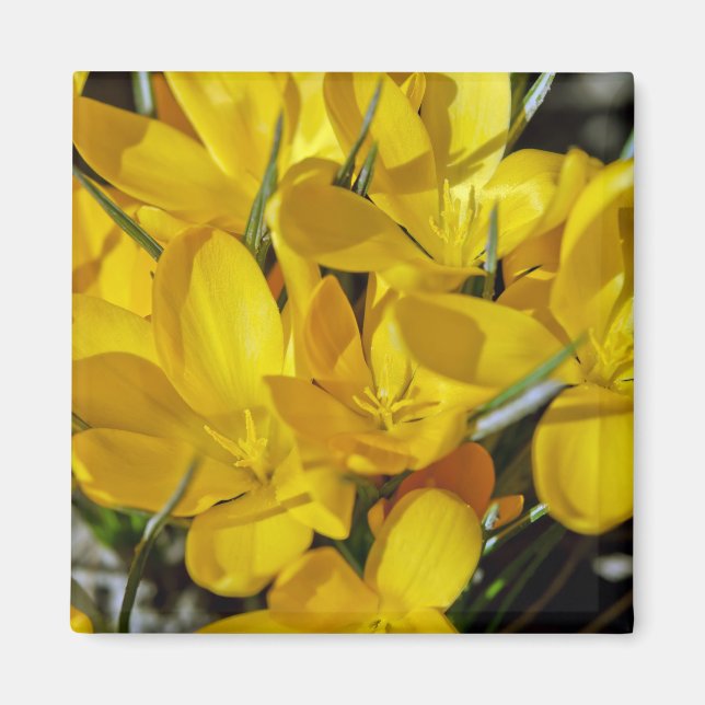 Imán Flores de crocus amarillos (Frente)