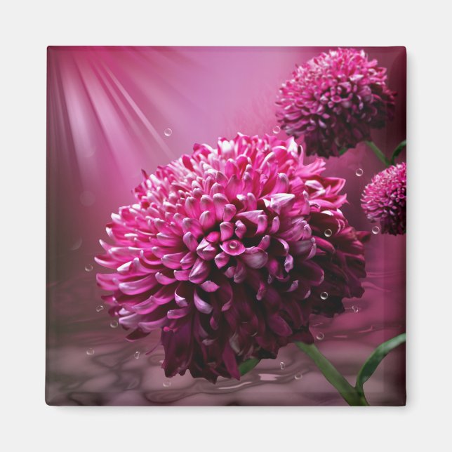 Imán Flores de Dahlia rosa El agua tira luz solar (Frente)