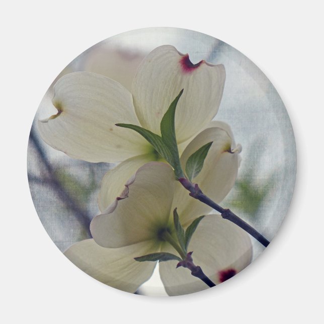 Imán Flores de dogwood (Frente)
