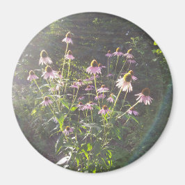 Imán Flores de Echinacea al Sol