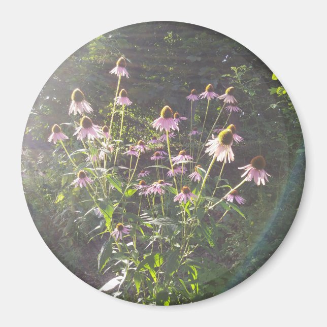 Imán Flores de Echinacea al Sol (Frente)