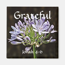 Flores de fe Jonah Agapanthus Magnet