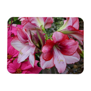 Imán Flores de feriado rojo de Amaryllis y Poinsettia
