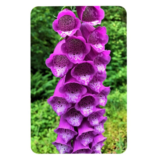 Imán Flores de Foxglove, Oregón (Vertical)