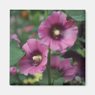 Imán Flores de hibisco morado