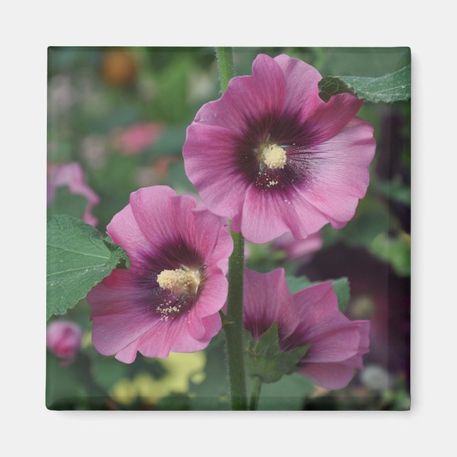 Imán Flores de hibisco morado (Frente)