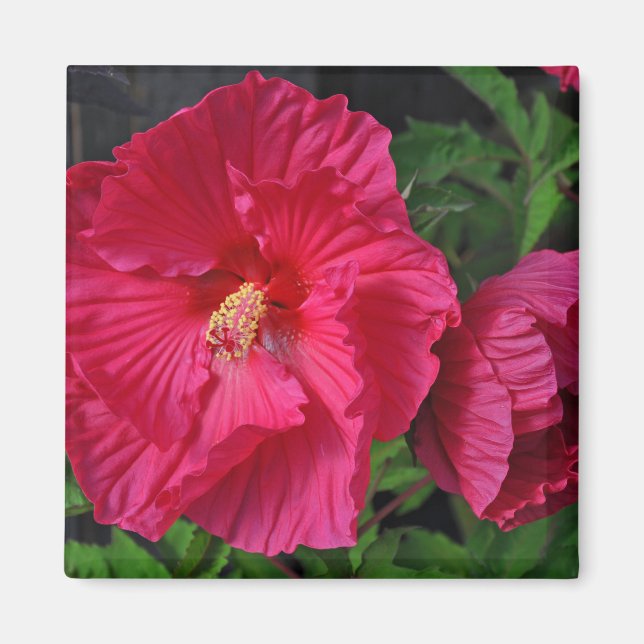 Imán Flores de hibiscos rosas (Frente)