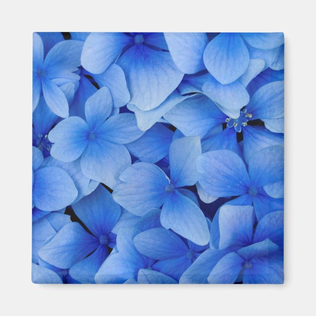 Imán Flores de hidrangea azul (Frente)