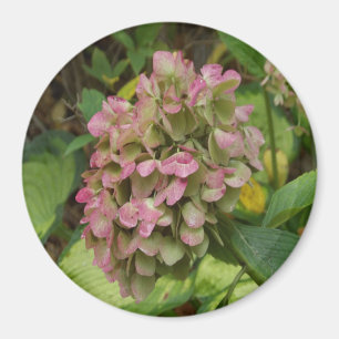 Imán Flores de Hortensias de Otoño con Hojas Doradas de
