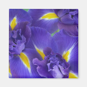 Imán Flores de Iris