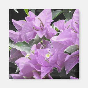Imán Flores de lavanda