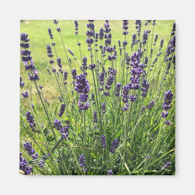 Imán Flores de Lavanda en verano (Frente)