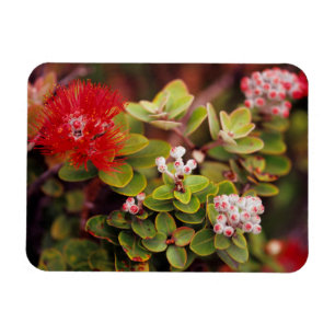 Imán Flores de Lehua en volcanes de Hawái