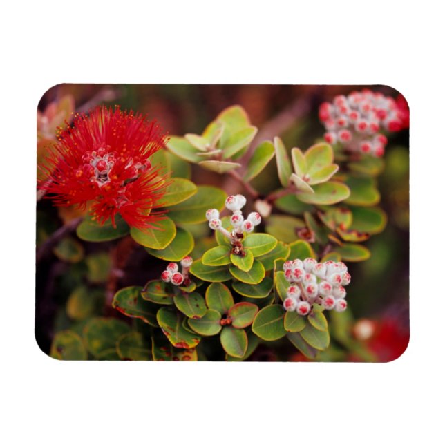 Imán Flores de Lehua en volcanes de Hawái (Horizontal)