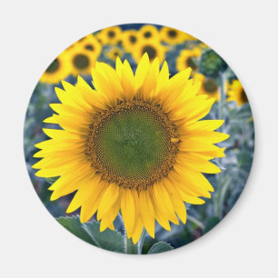Imán Flores de los girasoles