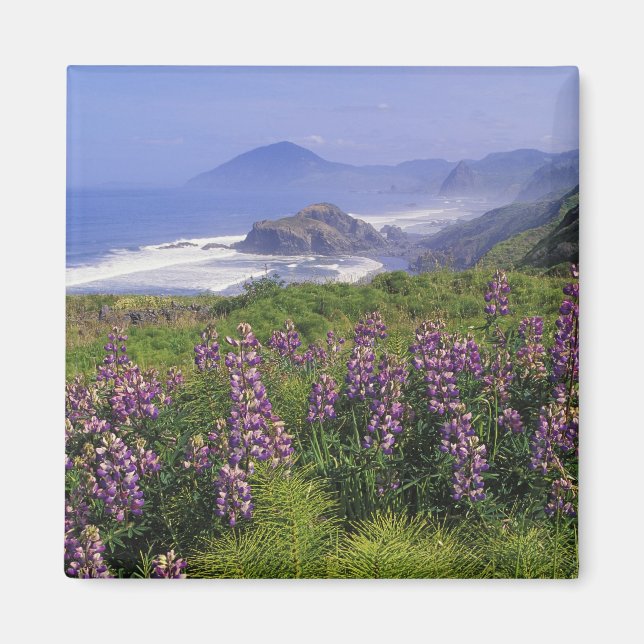 Imán Flores de lupa y costas escarpadas a lo largo (Frente)