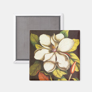 Imán Flores de Magnolia Antiguas con Semillas