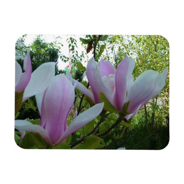 Imán flores de magnolia lilas ligeras de primavera (Horizontal)