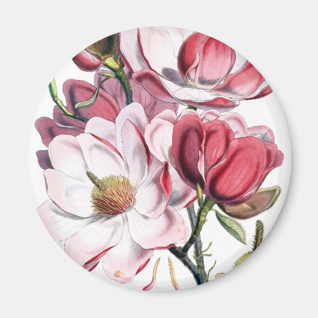 Imán Flores de magnolia rosa (Frente)