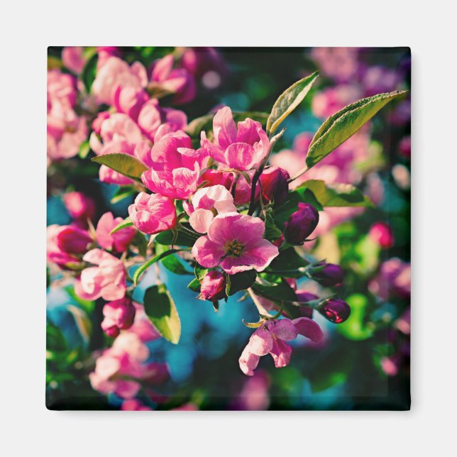 Imán Flores de manzana de cangrejo rosa (Frente)