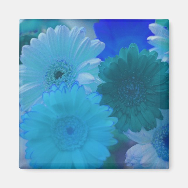Imán Flores de margarita azul Gerbera Refrigerador iman (Frente)