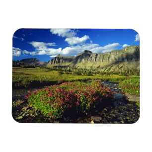 Imán Flores de mono en Logan Pass en Glacier National