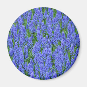 Imán flores de moscari azul bonito