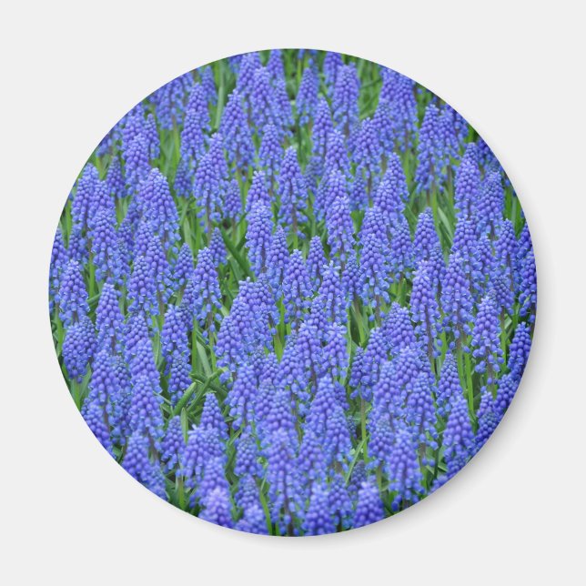 Imán flores de moscari azul bonito (Frente)